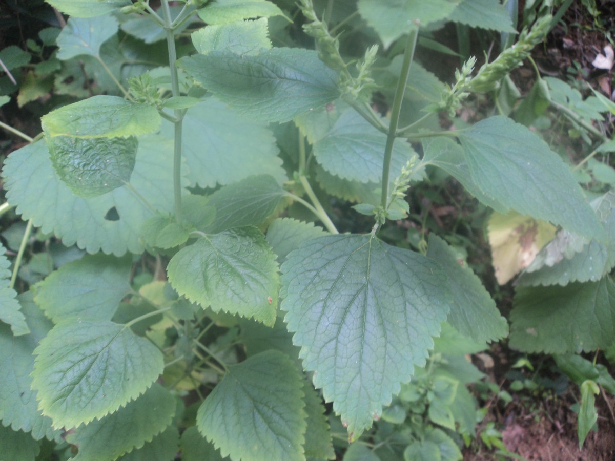 Teucrium heynei V.S.Kumar & Chakrab.